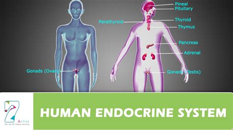 😀 Human endocrine glands. Difference Between Exocrine and Endocrine ...
