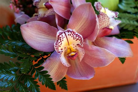 orchid orchid plant care