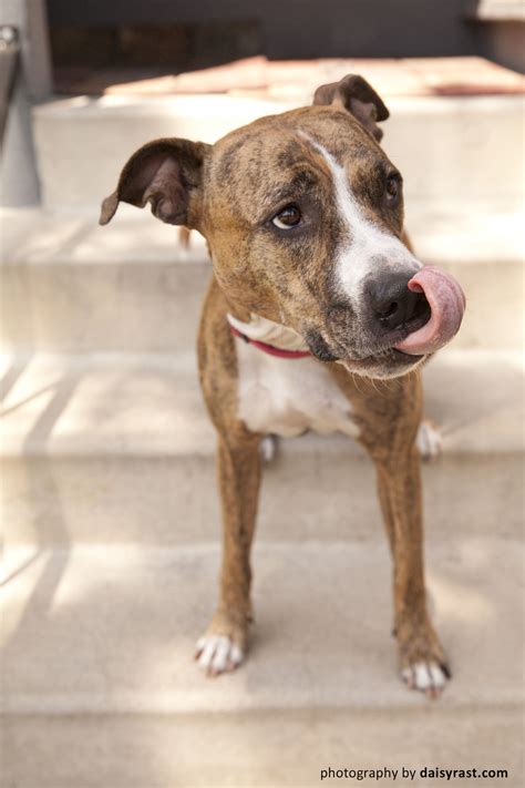 Pitbull Greyhound Mix Black