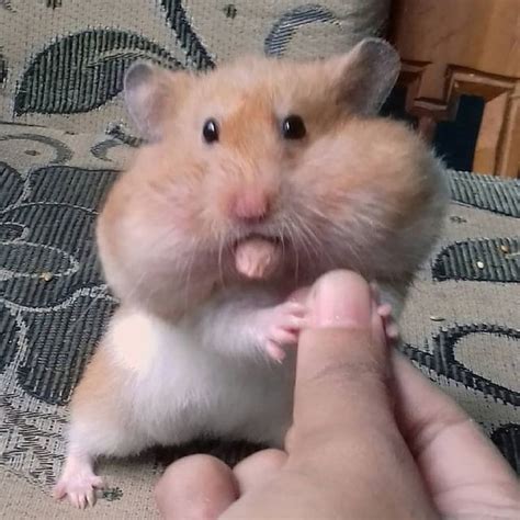 😘Fluffy💕🐹 in 2023 | Funny hamsters, Cute bunny pictures, Hamster