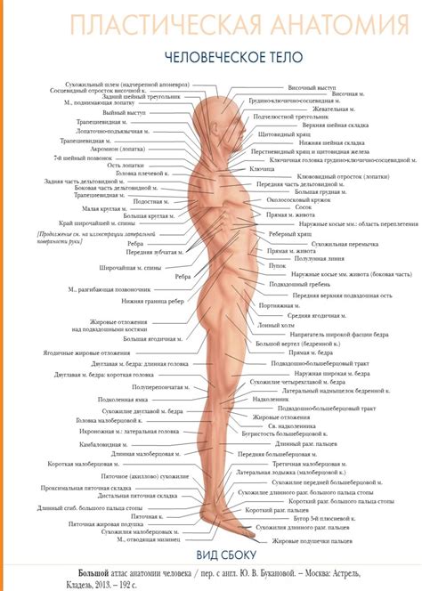 Пин на доске 076_ANATOMY: INTERNAL ORGANS