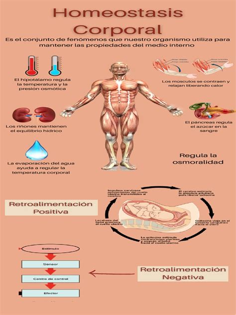 Homeostasis Infografia | PDF