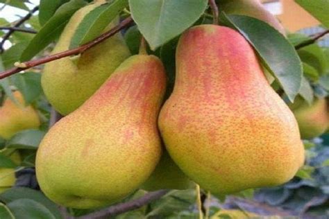 Груша Аббат Феттель: описание сорта, выращивание и размножение