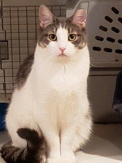 Pip - Cat Tales CT