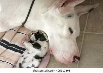 Great Dane Baby Stock Photos and Pictures - 483 Images | Shutterstock