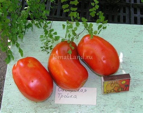 Томат Сибирская тройка: описание сорта, отзывы, фото, урожайность