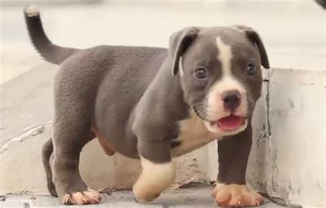 pitbull price  chennai premium pet house
