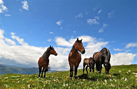 Pin on Конкурс - 100 најлепших слика Србије