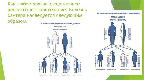 Мукополисахаридоз. Биологическое значение - презентация онлайн