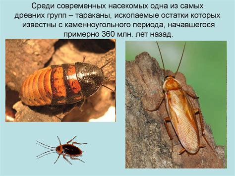 Кто такие насекомые - презентация онлайн
