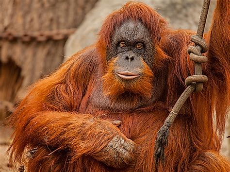 Museum of Nature Hamburg - Zoology