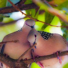 34 ideas de Guilotas | aves exóticas, aves, aves hermosas