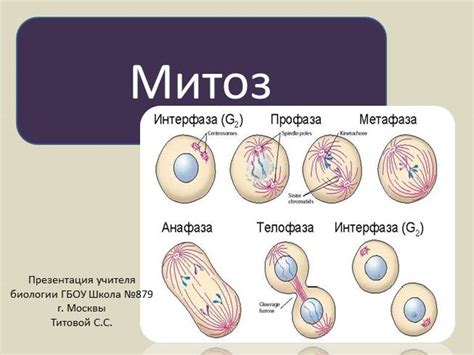 Презентация биология 10 класс «Митоз»