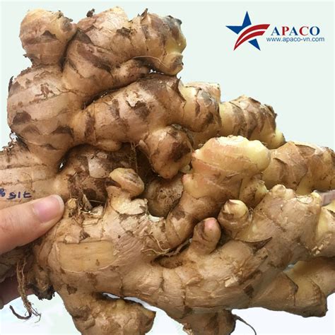 Vietnam Fresh Old ginger - Asia Pacific Commercial & Production Co., Ltd