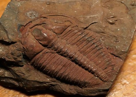 Natural History - New Brunswick Museum