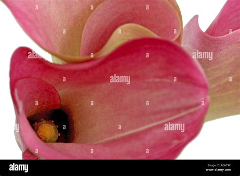 CALLA LILY ZANTEDESCHIA Stock Photo - Alamy