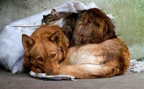 Бездомные животные » DreemPics.com - картинки и рисунки на рабочий стол ...