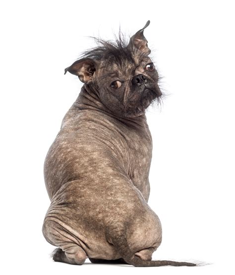Hairless Dog