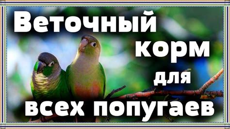 Почему ВЕТОЧНЫЙ корм для попугая - ВАЖНАЯ часть ежедневного рациона ...