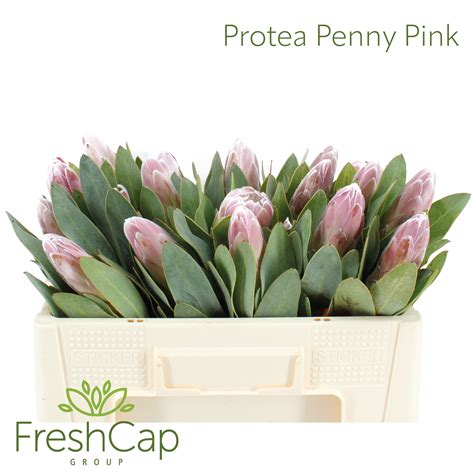 Protea Penny Pink | FreshCap Flower Exporter | Protea Exporter