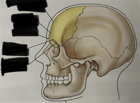lateral view   frontal bone key terms  definitions flashcards