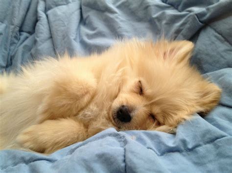 How Long Do 4 Month Puppies Sleep