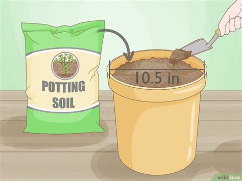 Plant and Grow an Avocado Seed in Soil: A Step-by-Step Guide