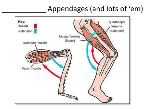 PPT - Arthropods! PowerPoint Presentation, free download - ID:2024698