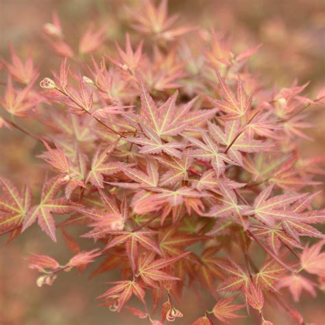 Acer Palmatum Japanese Maple Tree For Sale - JF Tree