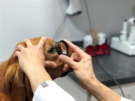 Eye Care for Animals - San Diego, CA - Classic example of an autoimmune