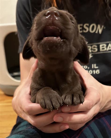 I can’t get over this picture, her tiny teeth poking through! : r