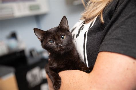 Fighting spirit helps kitten come back from the brink | Best Friends