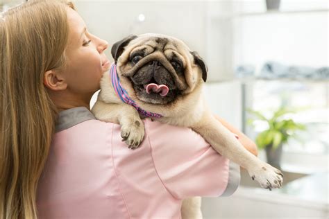 Pug At The Vet | Kooky Pugs