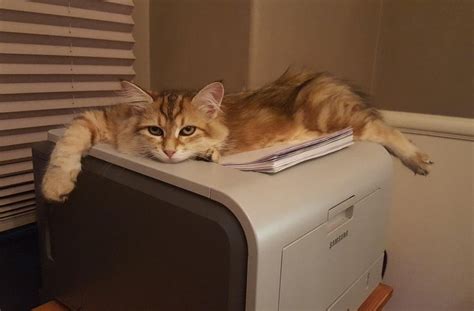 Printer cat : aww