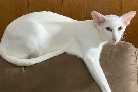 Best Oriental Shorthair Cat Breeders - Cat Kingpin