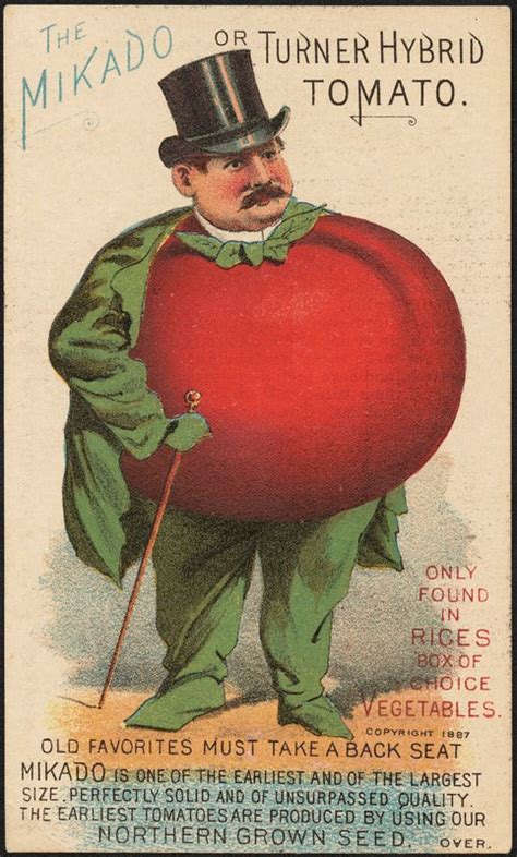 Mikado Tomato – Truelove Seeds
