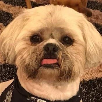 Shih Tzu Dangers and Risks at Grooming Salons