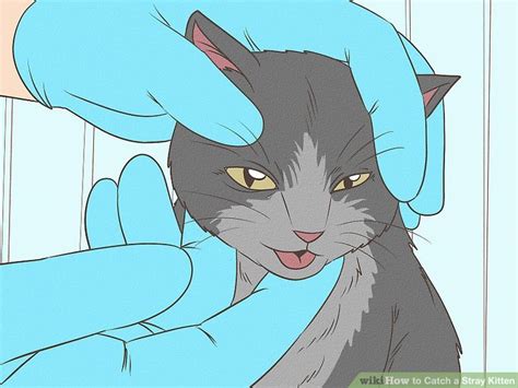 How to Catch a Stray Kitten: Safety Tips & Care