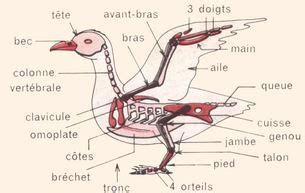 Canard - SCIENCE POUR TOUS