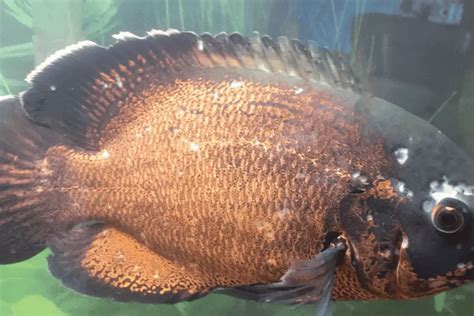 Oscar Fish Ich (White Spot): Causes, Treatment, Prevention – Pet Fish ...