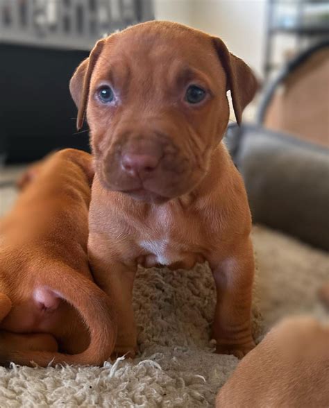 Red Nose Pitbull Female Puppy
