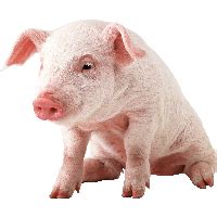 pig cartoon png