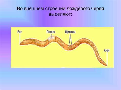 Урок биологии 7 класс Тема ТИП КОЛЬЧАТЫЕ ЧЕРВИ