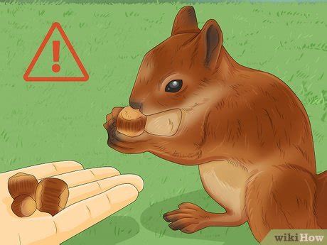 How to Keep a Pet Squirrel (with Pictures) - wikiHow