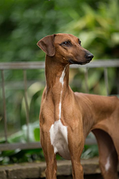Azawakh | Breeds A to Z | The Kennel Club