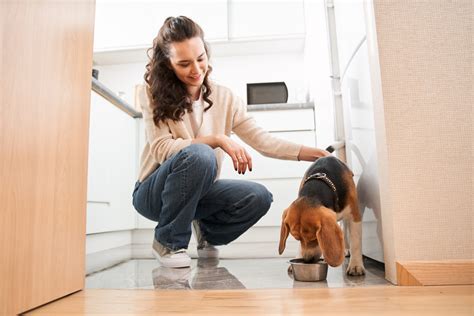 Food Aggression in Dogs: What You Need to Know • Lemonade Insurance