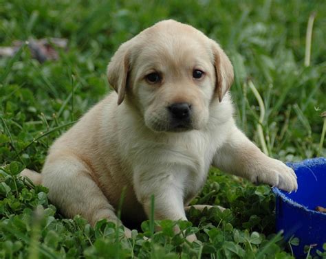 Golden Labrador (Golden Retriever x Lab) Info, Temperament, Puppies ...