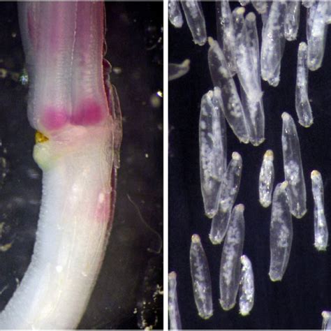 Extreme sexual size dimorphism. Osedax rubiplumus. On the left, a ...
