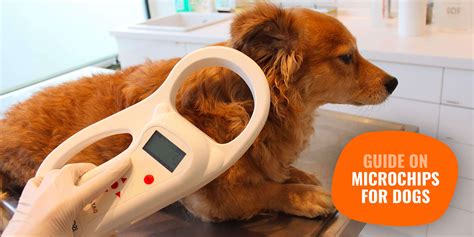 Microchip Facts at Melinda Greene blog