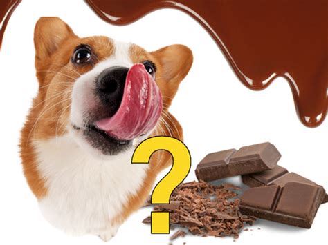 how much chocolate does it take to kill a dog